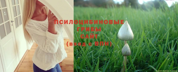PSILOCYBIN Алзамай