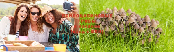 PSILOCYBIN Алзамай
